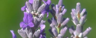 LAVANDULA 'RICHARD GRAY' 01