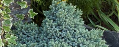 JUNIPERUS squamata 'BLUE STAR' 01