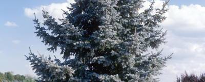 PICEA pungens 'GLAUCA' 01