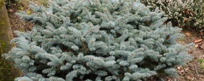 PICEA pungens 'GLAUCA GLOBOSA' 01