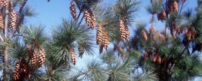 PINUS wallichiana 01