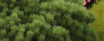 PINUS mugo 'MOPS' 01