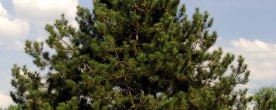 PINUS nigra ssp. nigra 01