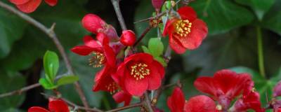 CHAENOMELES x superba 'CRIMSON AND GOLD' 01