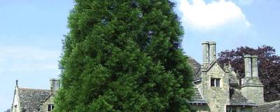 SEQUOIADENDRON giganteum 01