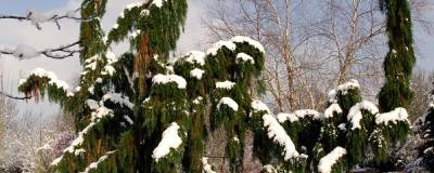 SEQUOIADENDRON giganteum 'PENDULUM' 01