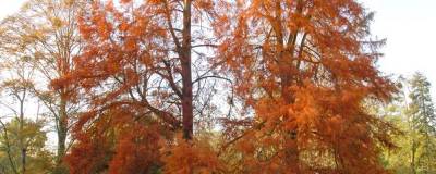 TAXODIUM distichum 01