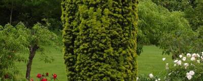 TAXUS baccata 'FASTIGIATA AUREA' 01