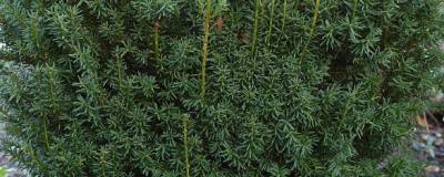 TAXUS x media 'HILLII' 01