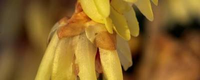 CHIMONANTHUS praecox 01