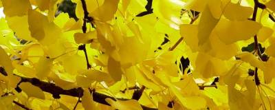 GINKGO biloba 'AUTUMN GOLD' 01