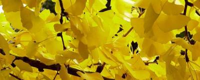 GINKGO biloba 'AUTUMN GOLD' 01