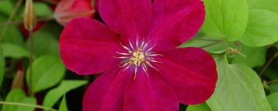 CLEMATIS 'ROUGE CARDINAL' 01