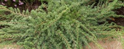 JUNIPERUS communis 'GREEN CARPET' 01