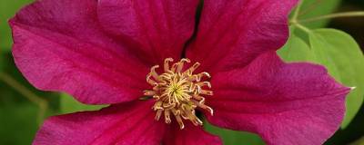 CLEMATIS 'ERNEST MARKHAM' 01