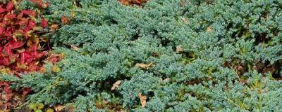 JUNIPERUS squamata 'BLUE CARPET' 01