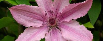 CLEMATIS 'HAGLEY HYBRID' 01