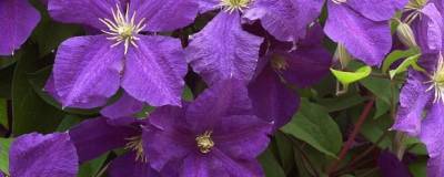 CLEMATIS 'JACKMANII' 01