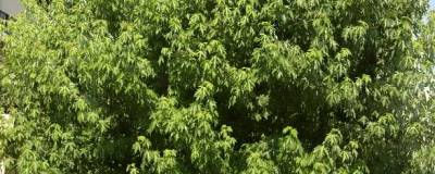 ACER saccharinum 'PYRAMIDALE' 01