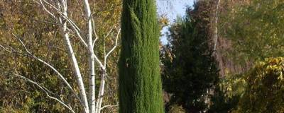 CUPRESSUS sempervirens 'TOTEM' 01