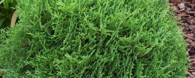 THUJA occidentalis 'TINY TIM' 01