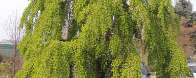 CERCIDIPHYLLUM japonicum 'PENDULUM' 01