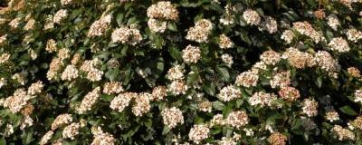 VIBURNUM tinus 'LE THOUREIL' 01