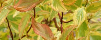 CORNUS alba 'GOUCHAULTII' 01