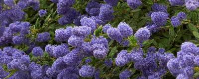 CEANOTHUS 'CONCHA' 01