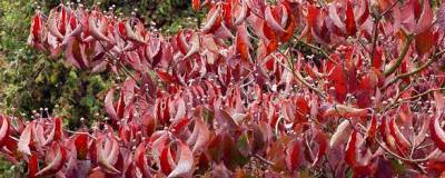 CORNUS florida 01