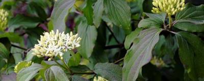 CORNUS SANGUINEA 01