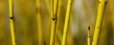 CORNUS sericea 'FLAVIRAMEA' 01