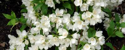 PHILADELPHUS 'MANTEAU D'HERMINE' 01