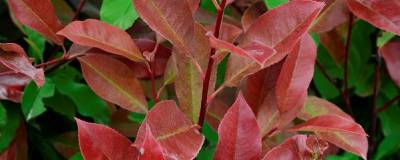 PHOTINIA x fraseri 'RED SELECT' 01