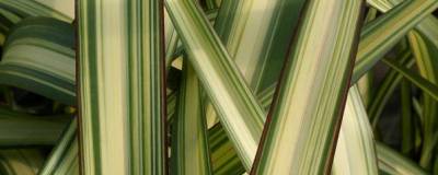 PHORMIUM cookianum 'CREAM DELIGHT' 01