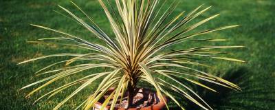 CORDYLINE australis 'TORBAY DAZZLER' 01
