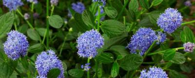 CEANOTHUS 'SKYLARK' 01