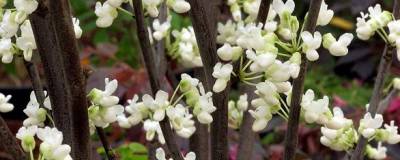 CERCIS canadensis 'ROYAL WHITE' 01