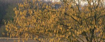 CORYLUS avellana 01