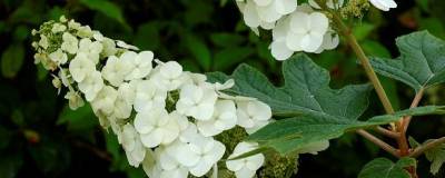 HYDRANGEA quercifolia 'APPLAUSE' 01