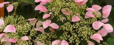 SCHIZOPHRAGMA hydrangeoides ROSE SENSATION (R) 01