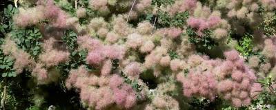 COTINUS coggygria 01