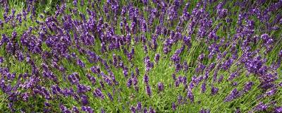 LAVANDULA angustifolia 'IMPERIAL GEM' 01