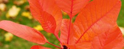 COTINUS 'GRACE' 01