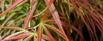 ACER palmatum 'VILLA TARANTO' 01