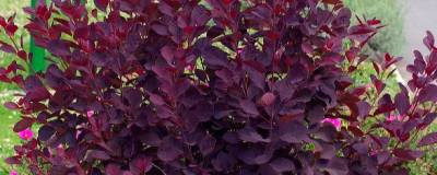 COTINUS coggygria 'ROYAL PURPLE' 01