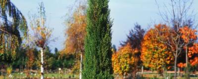 CUPRESSUS sempervirens 'GARDA' 01