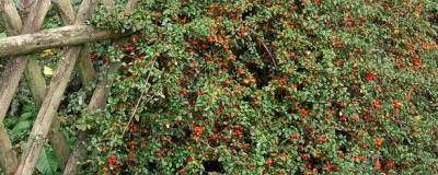 COTONEASTER 'SKOGHOLM' 01