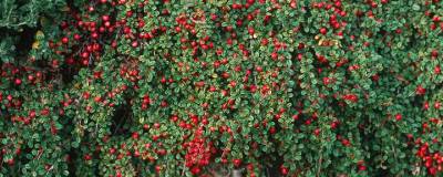 COTONEASTER microphyllus 'STREIB'S FINDLING' 01