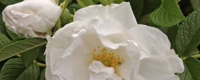 ROSA rugosa 'DAME BLANCHE' 01